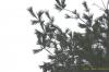 Pinus stobus
